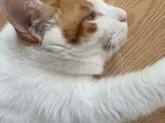 -平行世界·猫咖(首经贸店)
