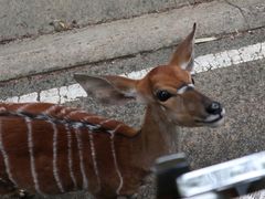 -清迈夜间动物园