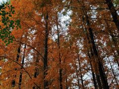 -白鹭湾湿地公园