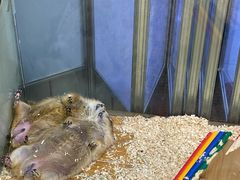 -龟与熊猫宠物公园(南坪店)
