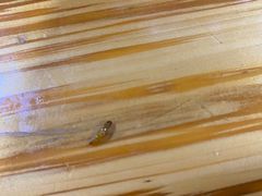 -越洋肖氏老米线(杨家坪店)