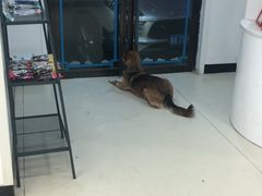 -特一安24小时宠物医院·骨科·中兽医
