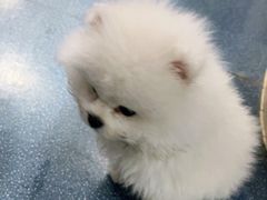 -宠颐生宠物医院外科·内科·皮肤科·影像科(石龙店)