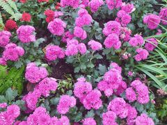 -上海共青森林公园