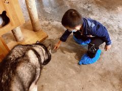 -more than meow吴止猫主题餐厅(承德 中船汇店)