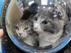 -美联众合动物医院(·中兽医·疑难杂症·严家桥分院)