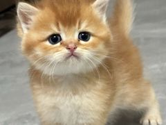 -四月宠物医院·猫专科·心脏专科·内科(转塘店)