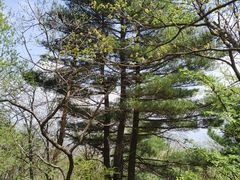 -王顺山国家森林公园