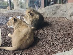 -林肯公园动物园