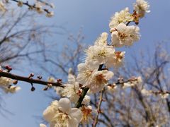 -广州市流溪河国家森林公园