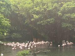 -九龙公园