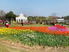 -杭州湾海上花田景区