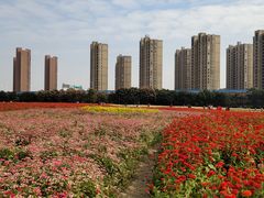 -映月湖中央公园