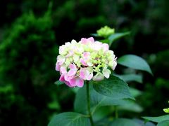 -上海滨江森林公园