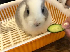 -藦茜花园宠物主题亲子互动体验馆(国顺东路店)