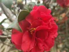 -八大山人梅湖景区