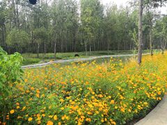 -合肥滨湖国家森林公园