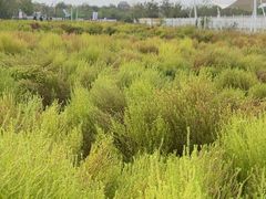 -天津东丽湖风景区