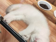 -袖虎·猫馆(体育西路店)