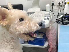 -达爱动物医院·犬猫分区·CT·复杂眼科(远洋山水分院)