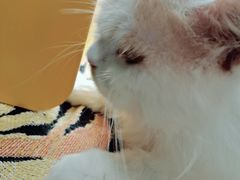-平行世界·猫咖(首经贸店)