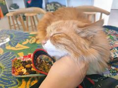 -平行世界·猫咖(首经贸店)