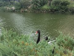 -芭东小镇温泉