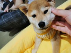 -逗柴咖啡屋·狗咖猫咖宠物桌游