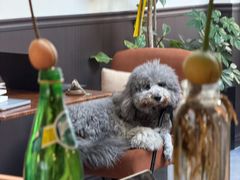 -沏点Trattoria意大利餐厅(新街口店)