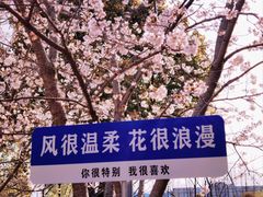 -高东镇樱花园