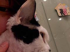 -有喵·猫咖·狗咖·30几只猫10只小狗(岗厦店)