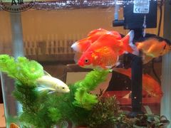 -海底捞火锅(武胜路凯德广场店)