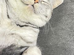 -老北京褡裢火烧·任记