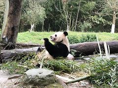 -都江堰中华大熊猫苑