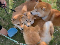 -栖露营camping·天幕烧烤·团建拓展·采摘营地