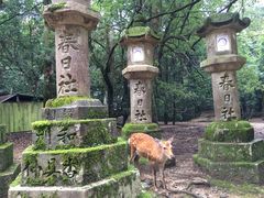 -奈良公园
