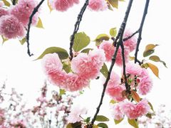 -天适樱花悠乐园