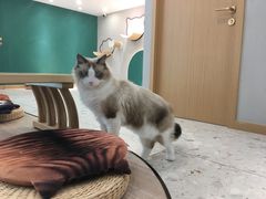 -飞行喵MR PILOT|猫舍·猫咖(静安大融城店)