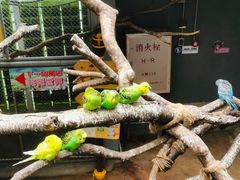 -正佳雨林生态植物园