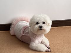 -帕帕拉兹宠物(亚洲旗舰店)