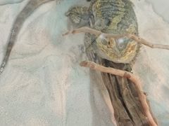 -喵园·猫主题咖啡厅·撸猫·猫咖(国贸店)