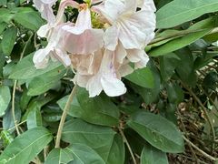 -广西壮族自治区药用植物园