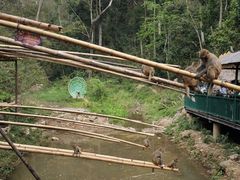 -西双版纳原始森林公园