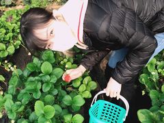 -昌平兴寿秀秀草莓采摘园