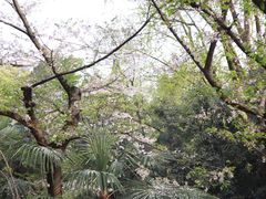 -武汉大学-樱园