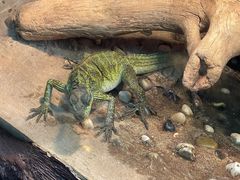 -上海大自然野生昆虫馆