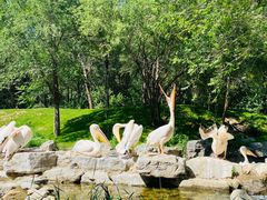 -北京野生动物园