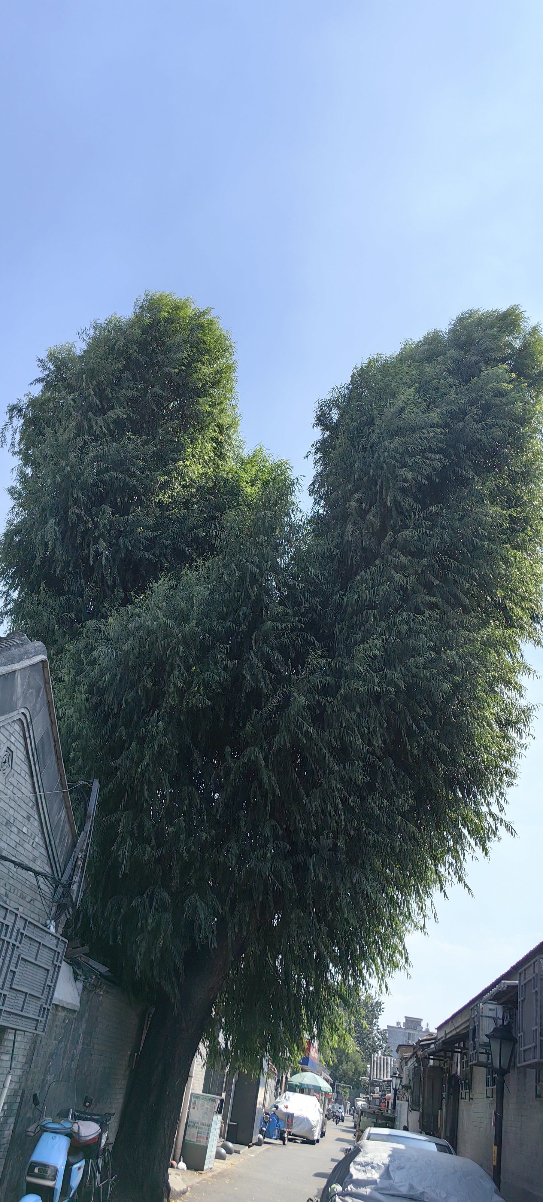 打卡松树街心形树,逛了南锣,顺路什刹海,荷花市场,恭王府完美