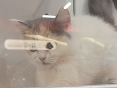 -三花喵·撸猫购宠·宠物生活馆(虹桥南丰城店)