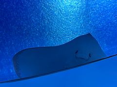 -珠海长隆海洋王国